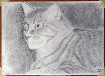 Crtanje Olovkom-Mačak